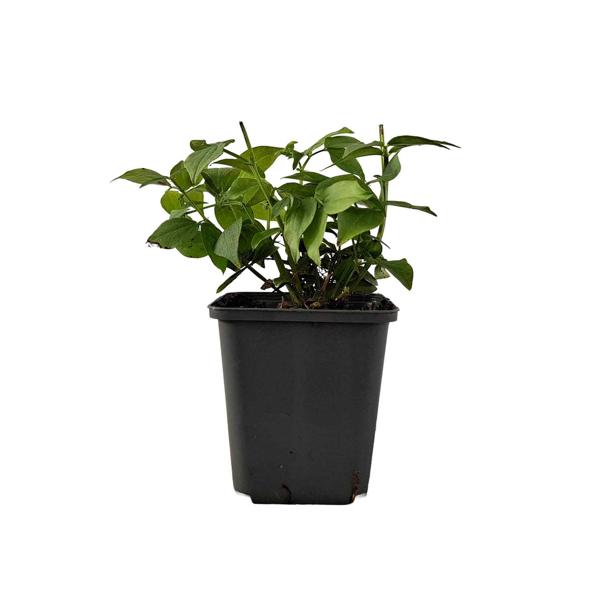 Lathyrus vernus P9