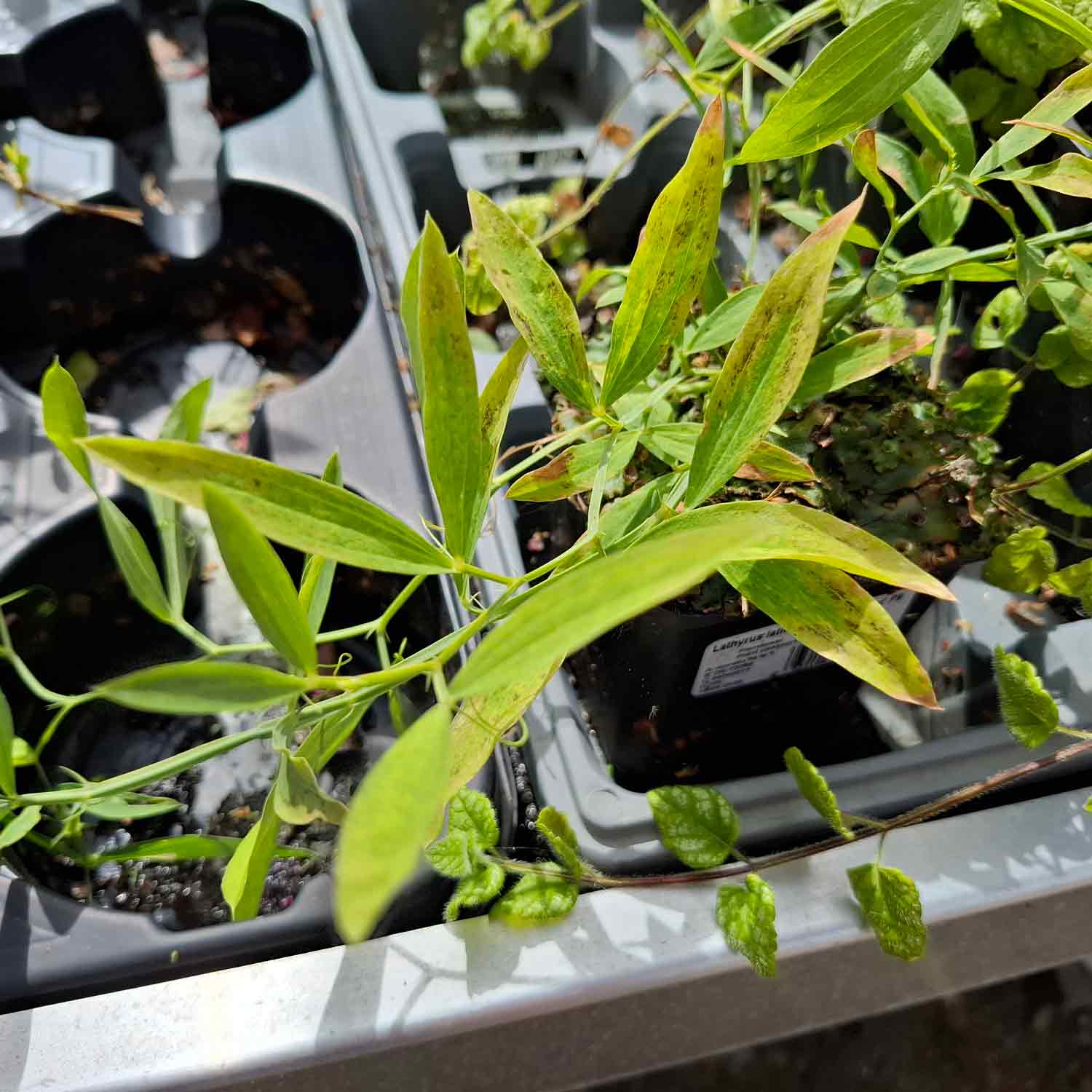 Lathyrus latifolius 'White Pearl' P9