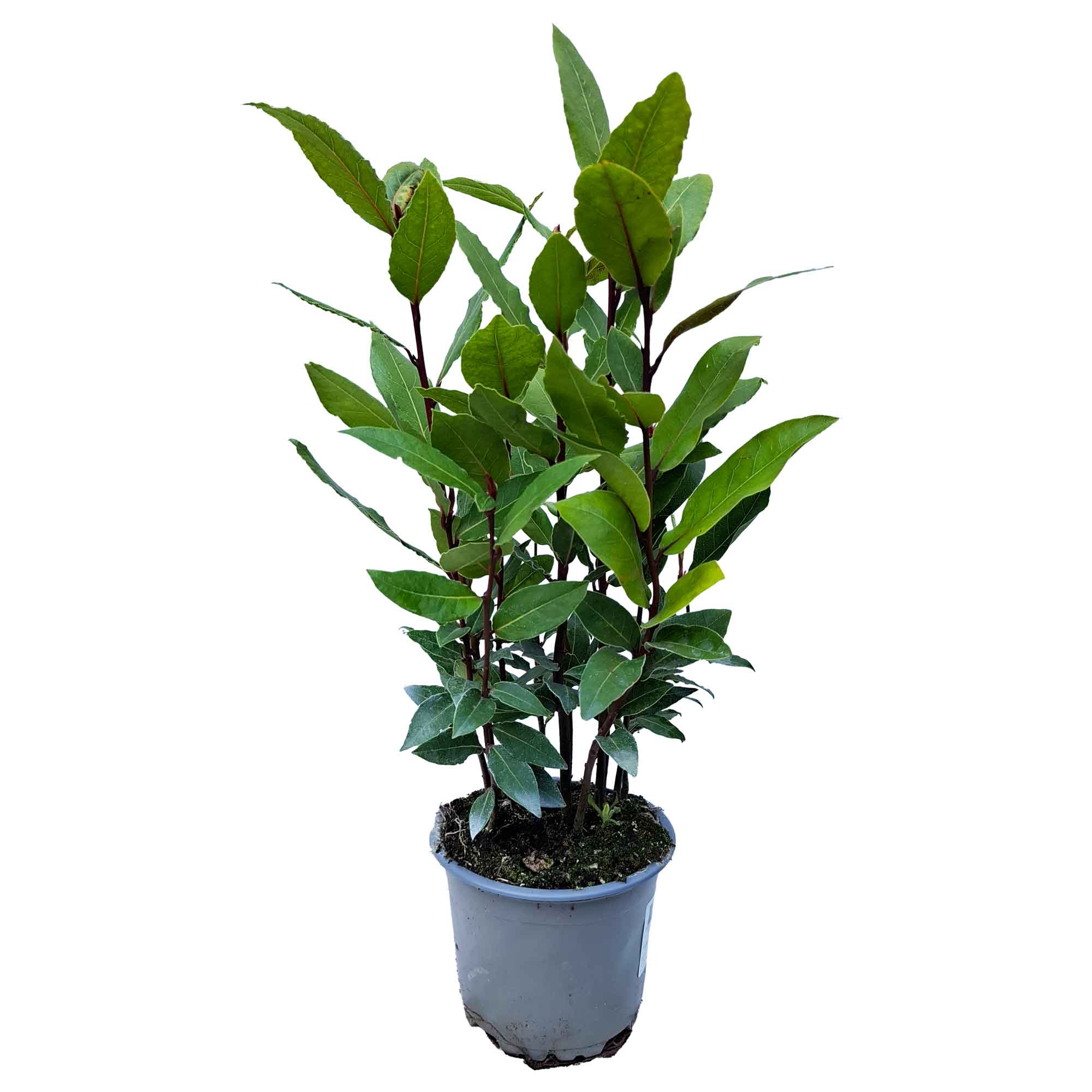 Laurus Nobilis Bush D10