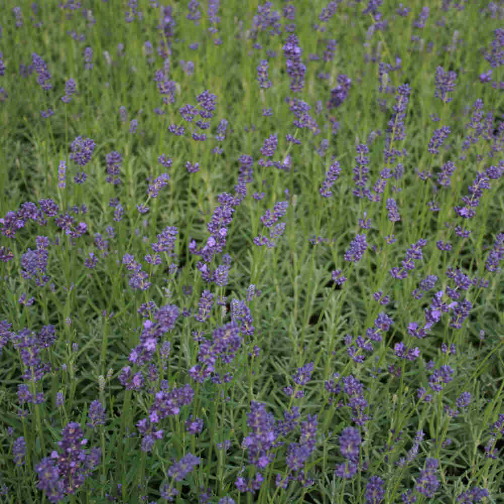 Lavandula Essence Purple 11cm