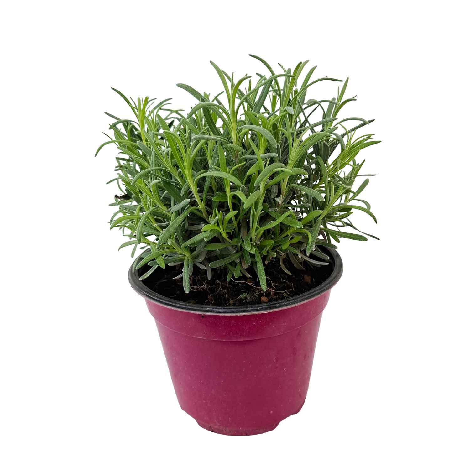 LAVANDULA ANGUSTIFOLIA ROSEA BUSH D14