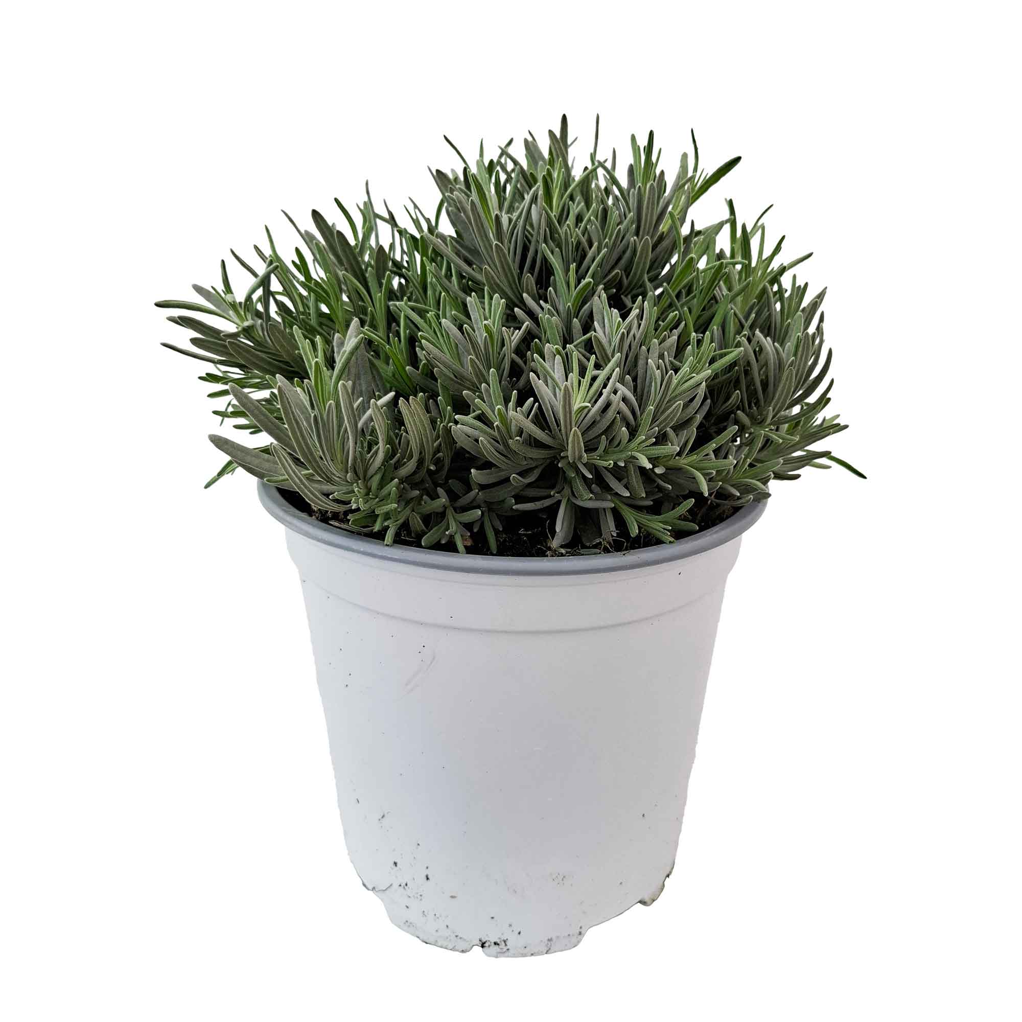 LAVENDEL EDELWEISS BUSH D19