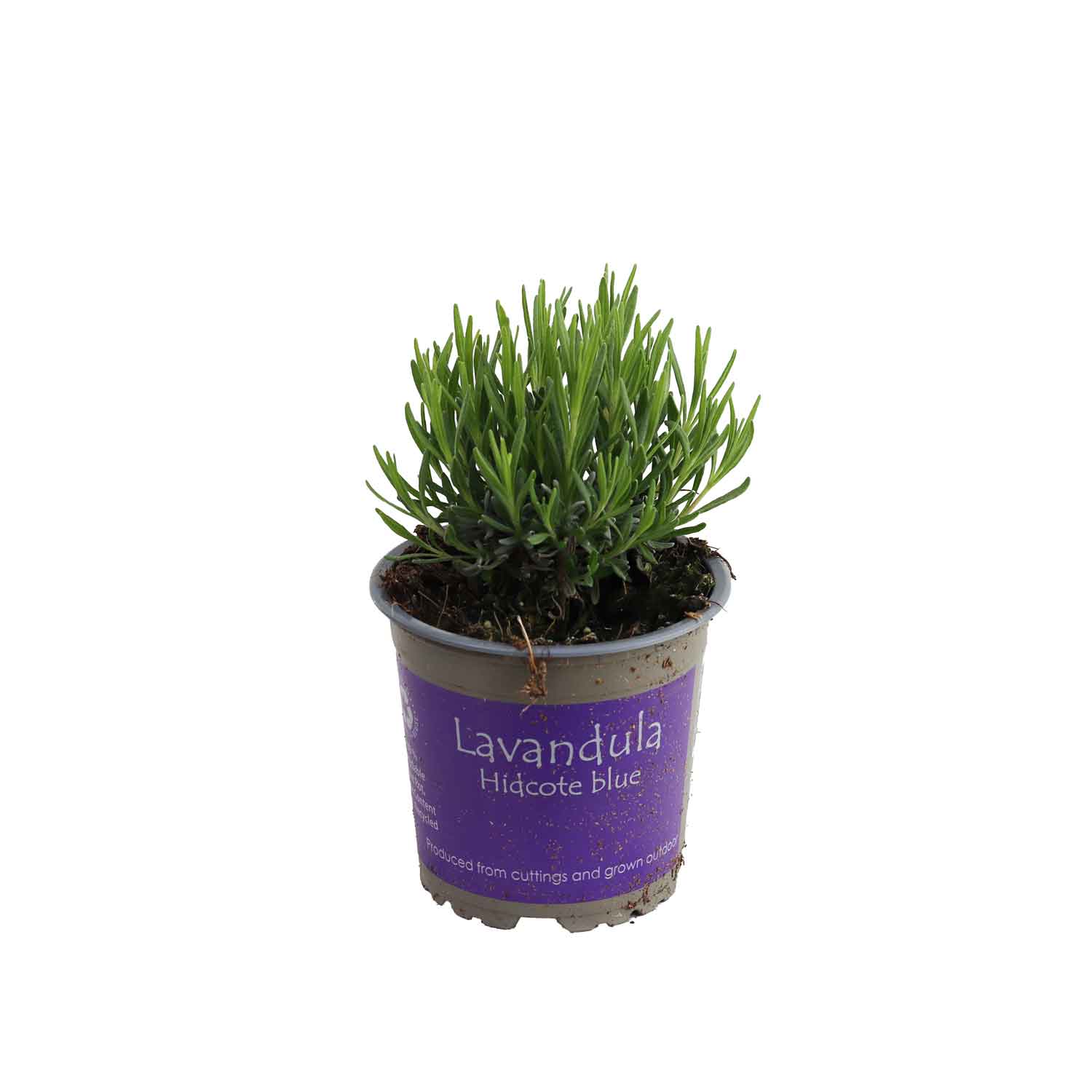 Lavandula Hidcote Blue 11cm