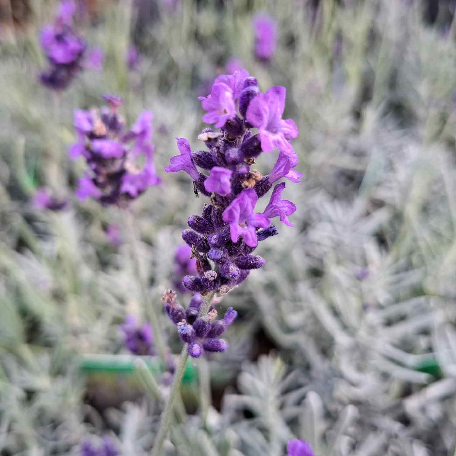 Lavandula ang. 'Hidcote' 13cm
