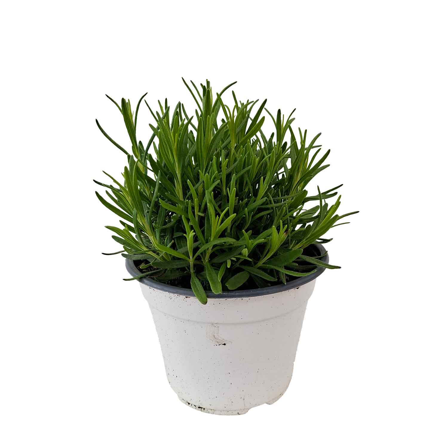 LAVANDULA WHITE SUMMER BUSH D14