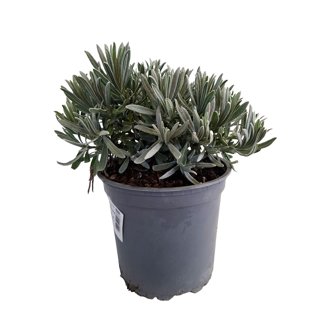 LAVANDULA OFFICINALIS BUSH D14