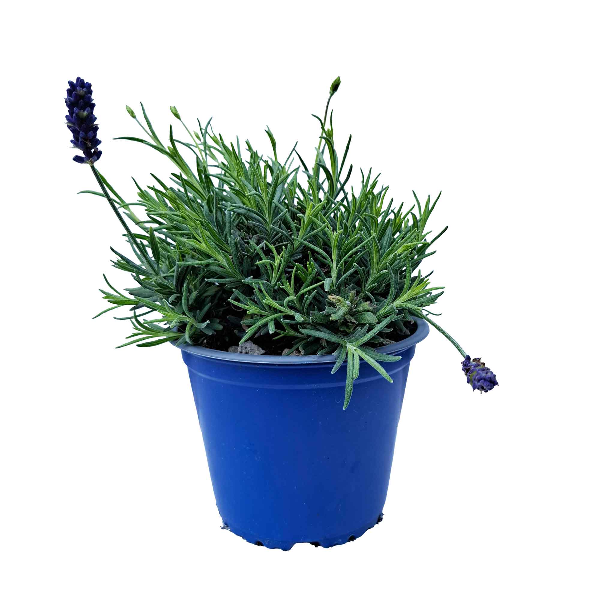 LAVANDULA HIDECOTE BUSH D14