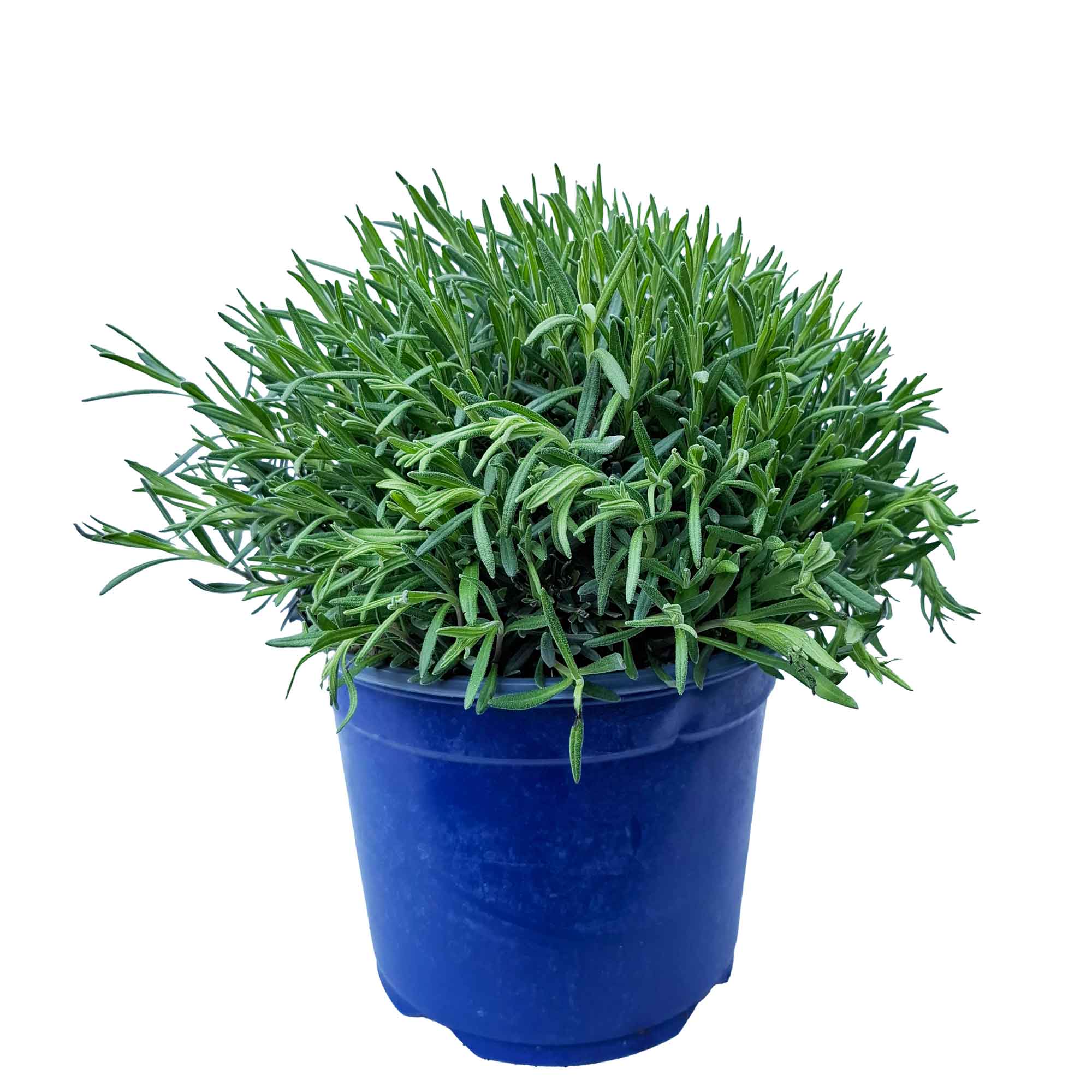 Lavandula Hidecote Bush D19