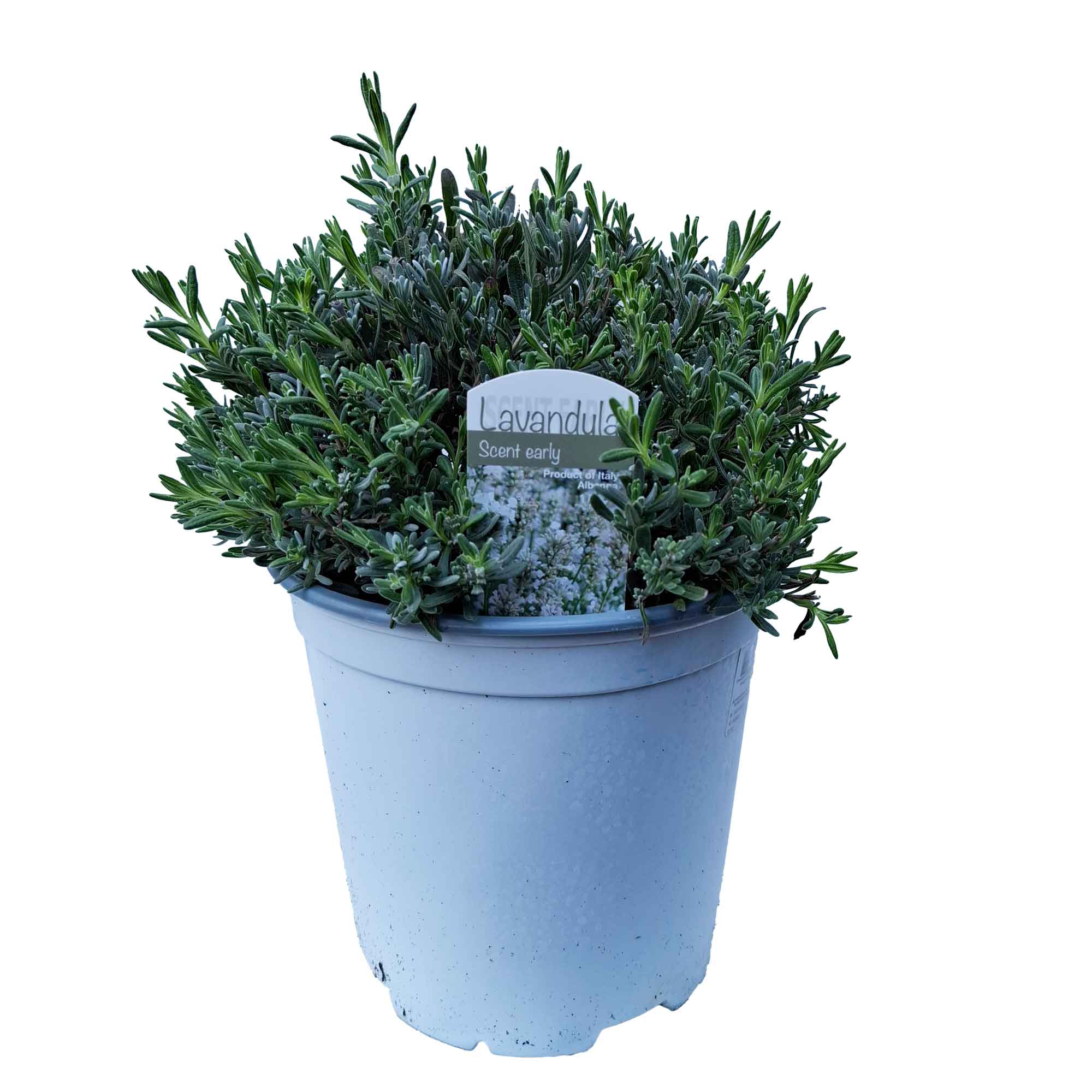 Lavandula Scenty Early White Bush D18