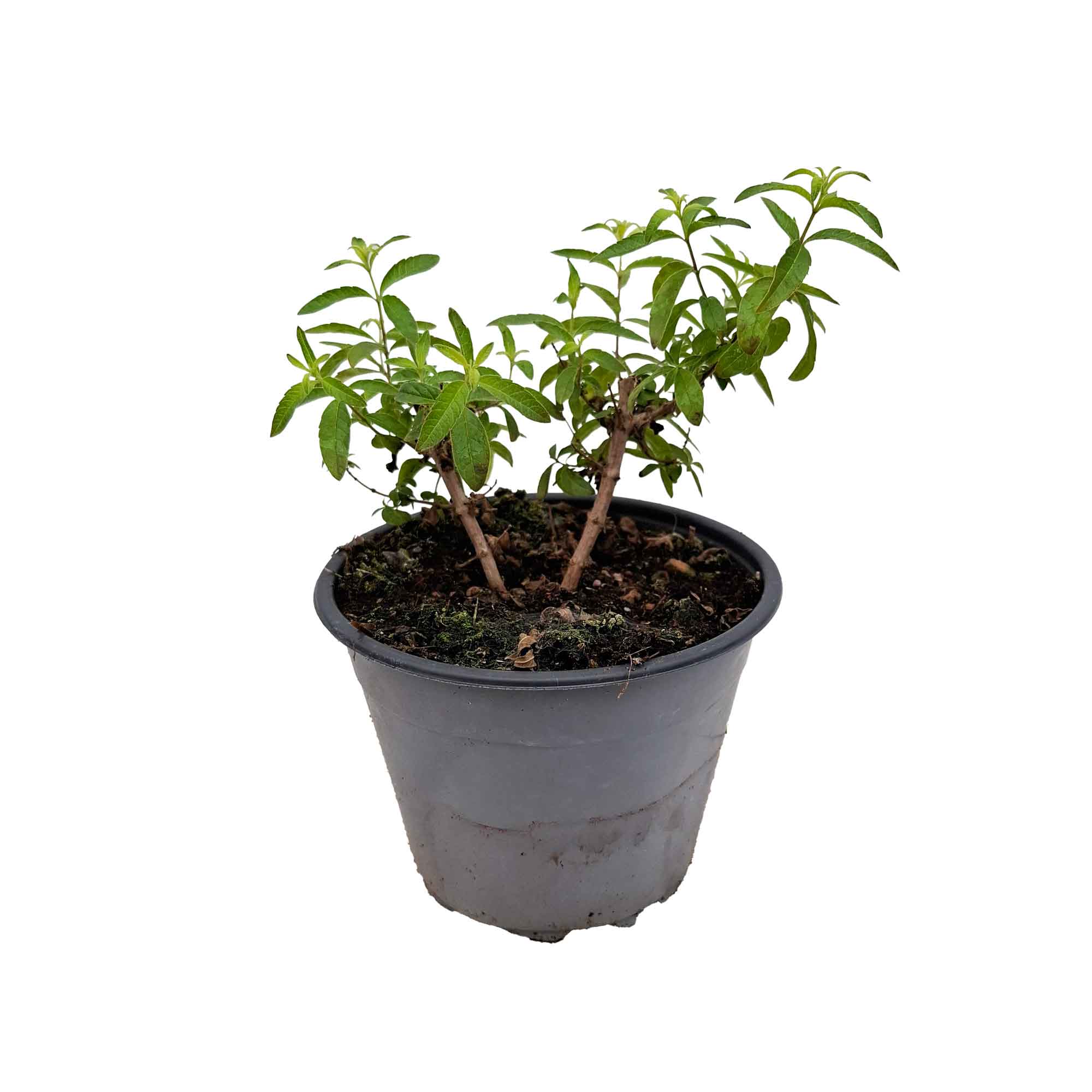 LEMON VERBENA BUSH D14