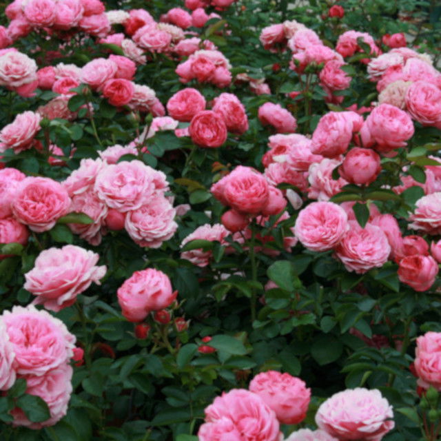 Rosa 'Leonardo da Vinci' C6