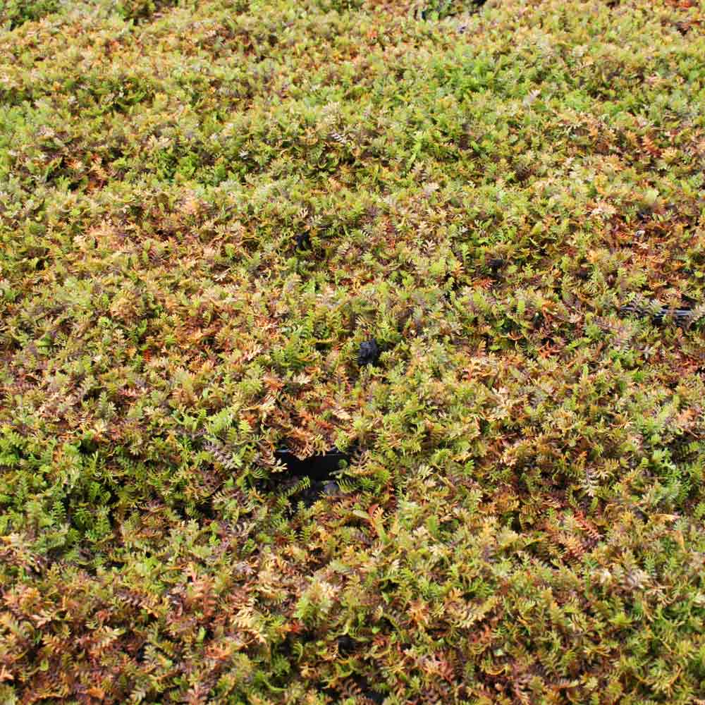 Leptinella squalida P9