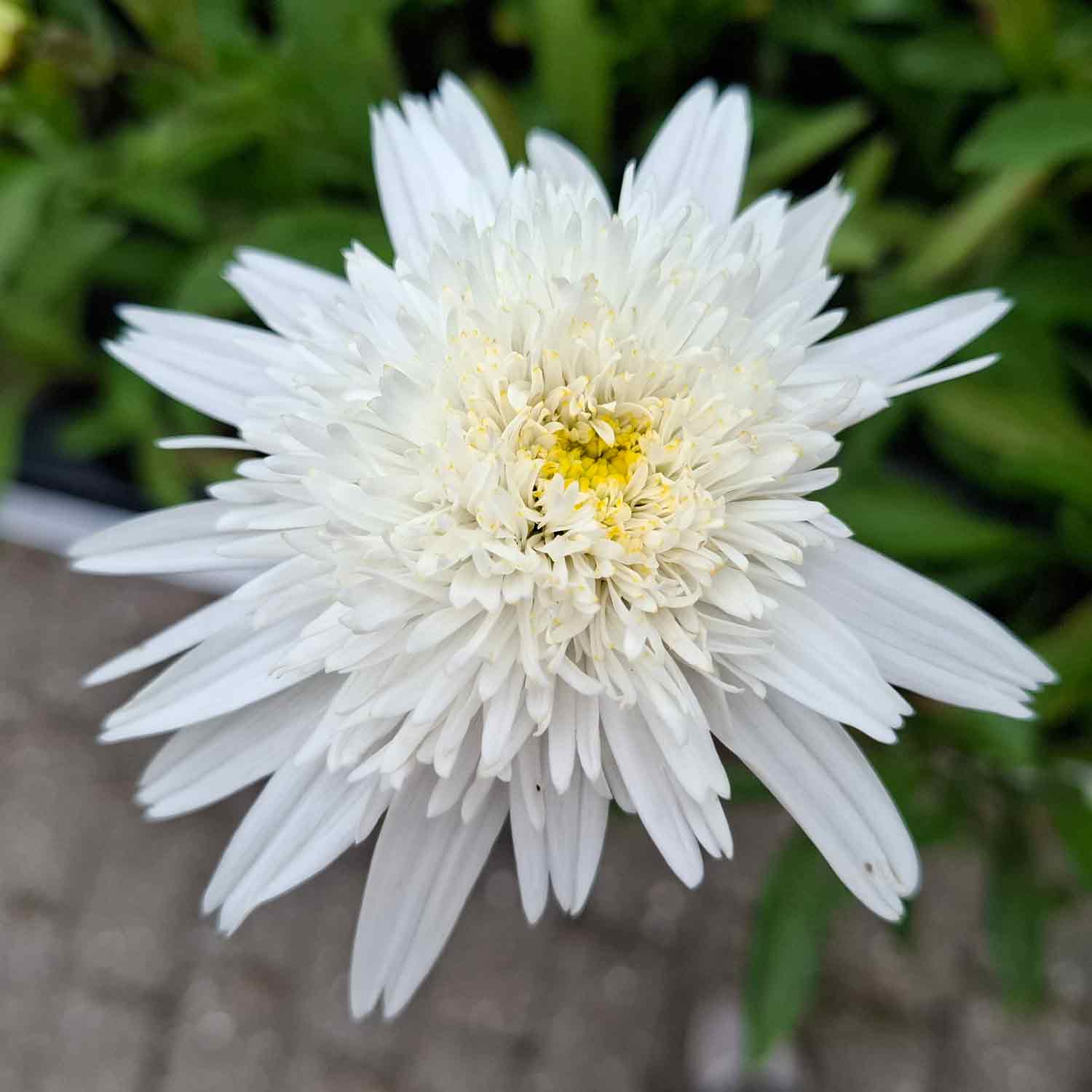 Leucanthemum (S) 'Wirral Supreme' P9