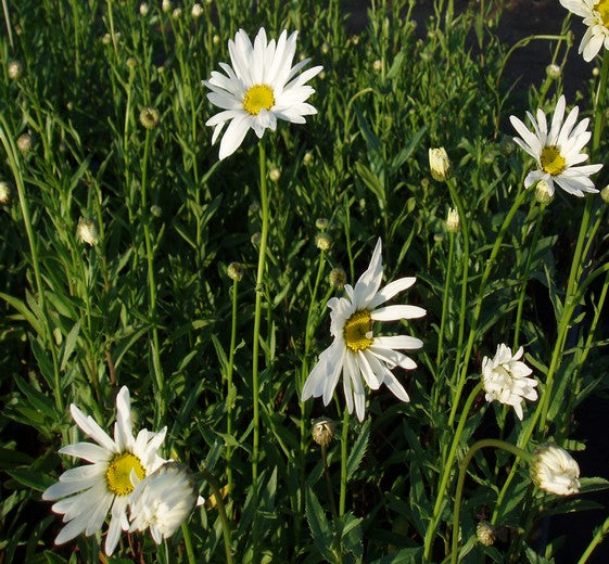 Leucanthemum (S) 'Alaska' P9