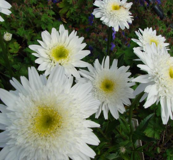 Leucanthemum (S) 'Wirral Supreme' P9