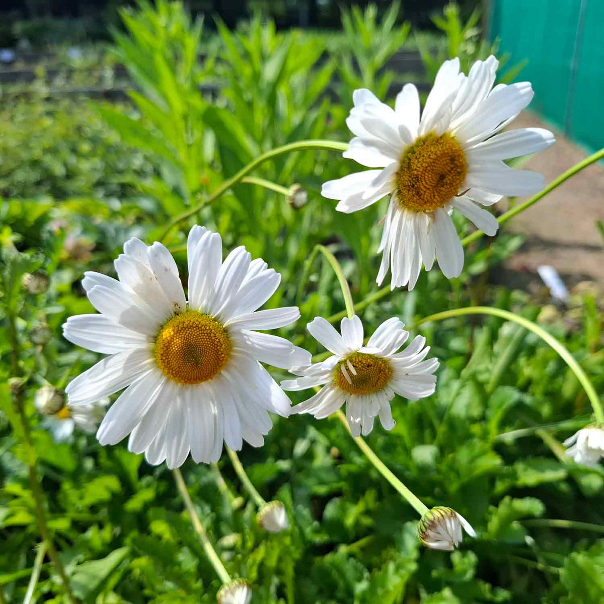 Leucanthemum vulgare 'Maikönigin' 2L