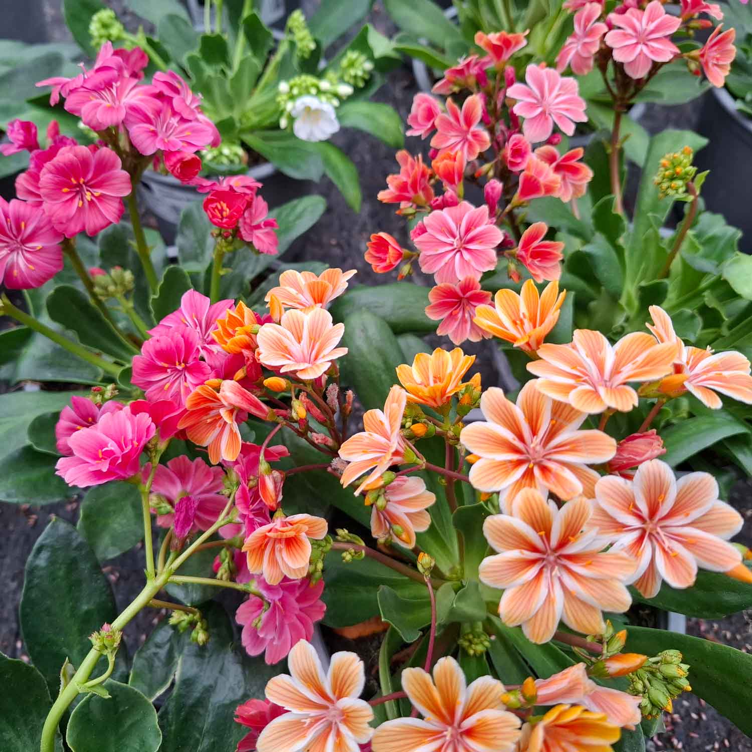 LEWISIA BUSH D14