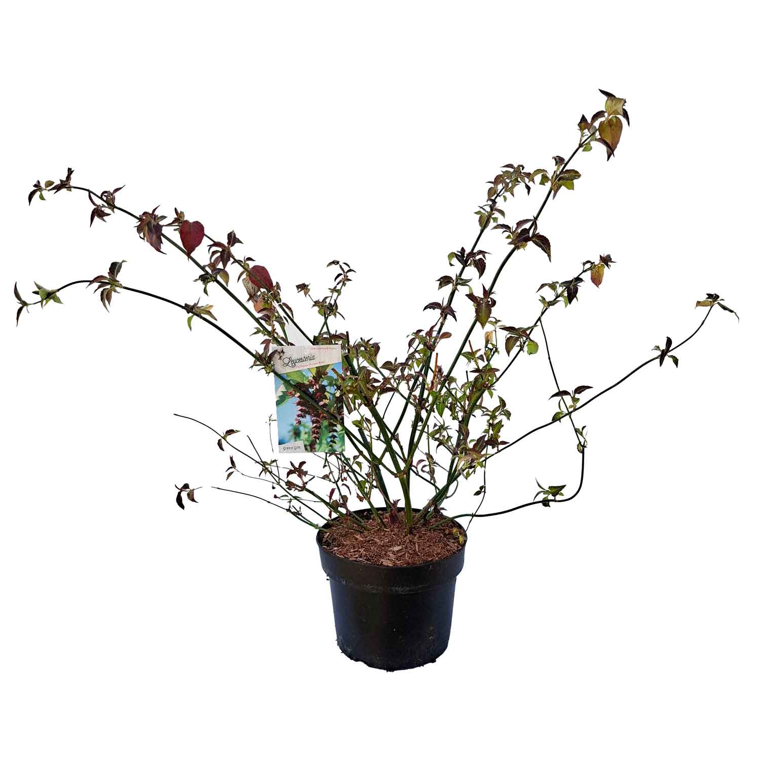 Leycesteria formosa 'Purple Rain' 30/40 C3