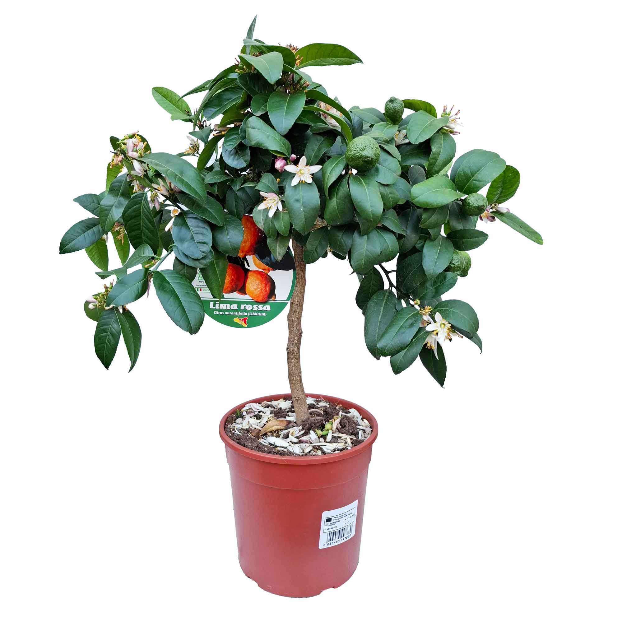 Citrus Red Limetta Stem D.19