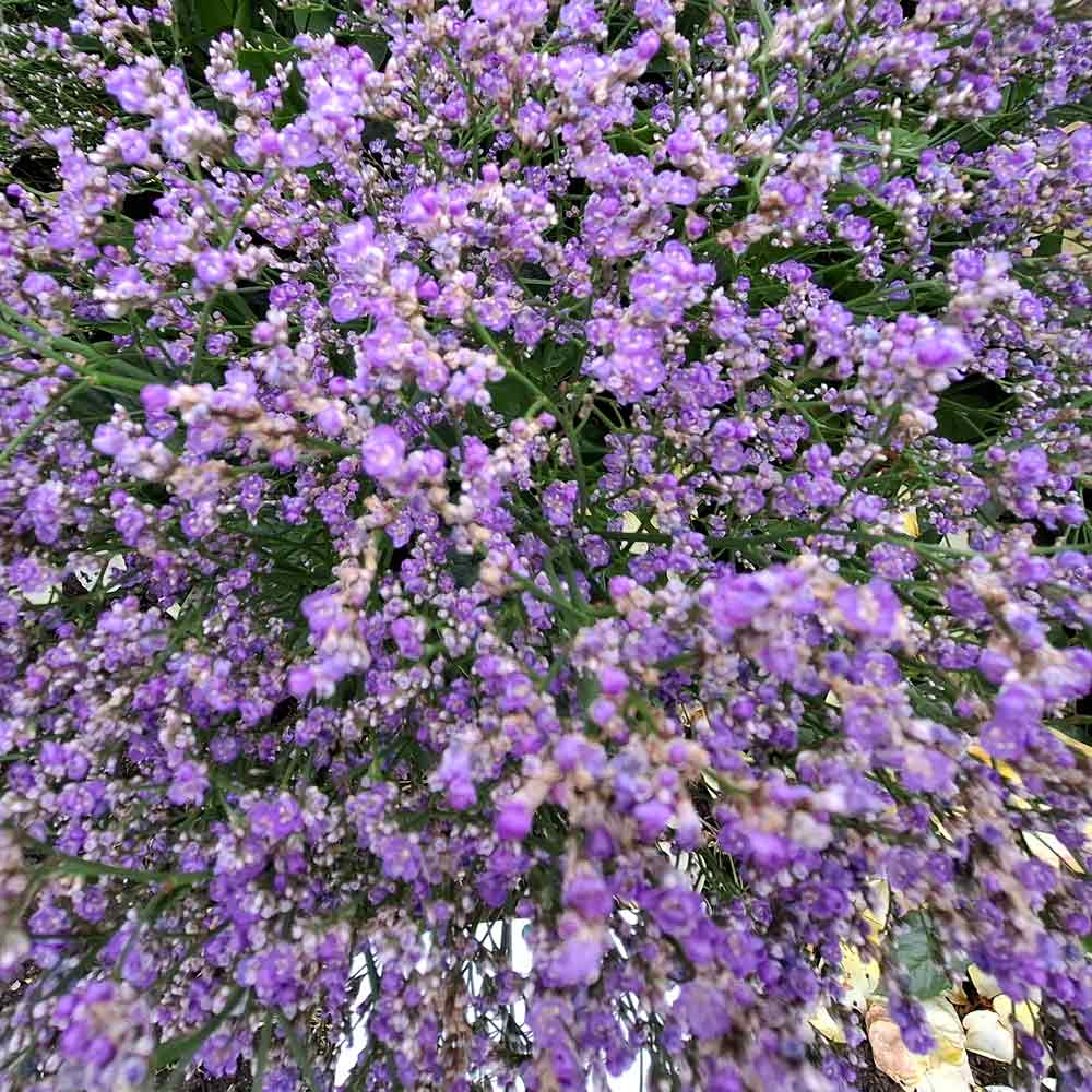 Limonium latifolium P9