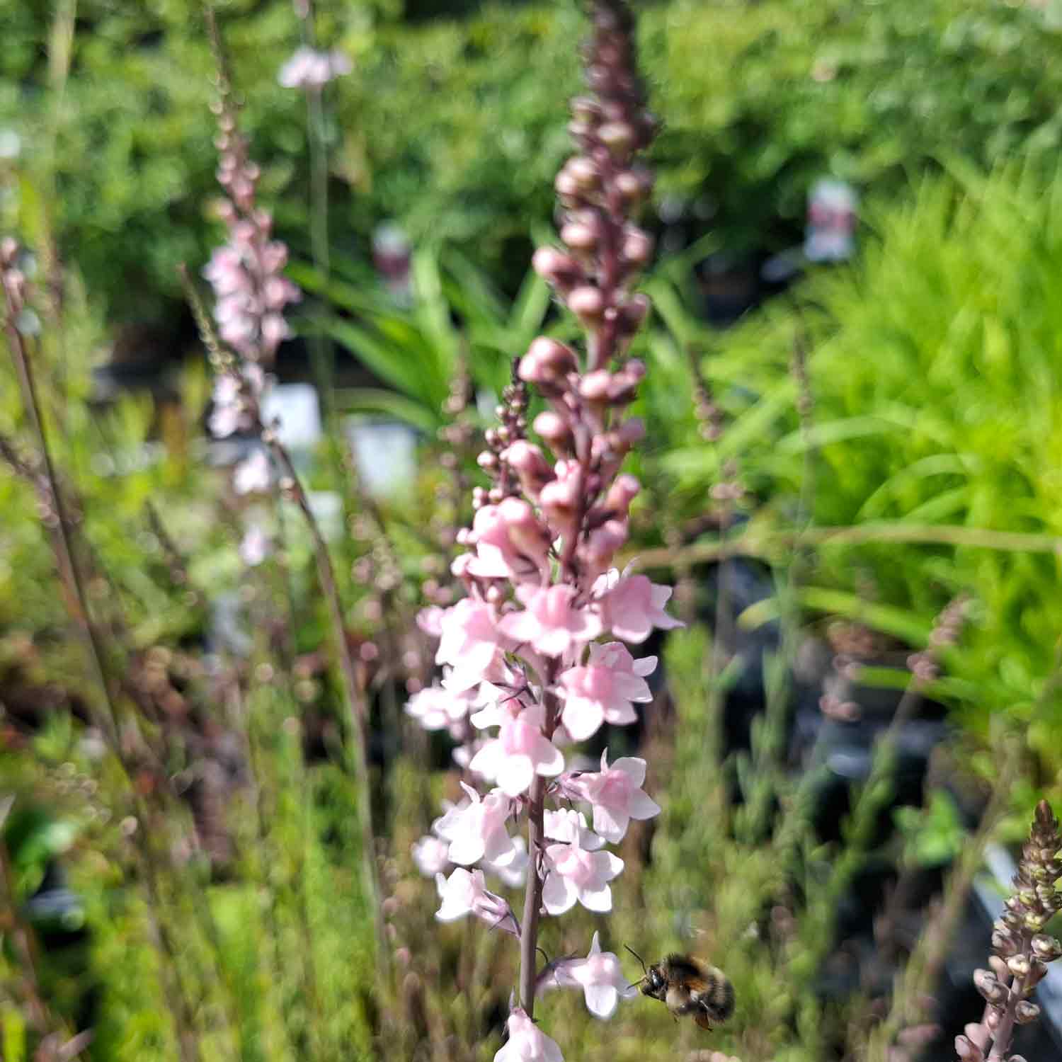 Linaria purpurea 'Canon J. Went' P9