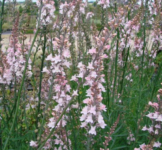 Linaria purpurea 'Canon J. Went' 11C