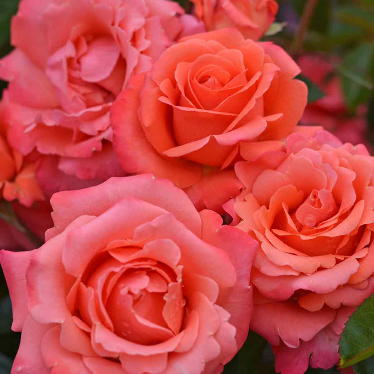 Rosa Little Drummer ADR