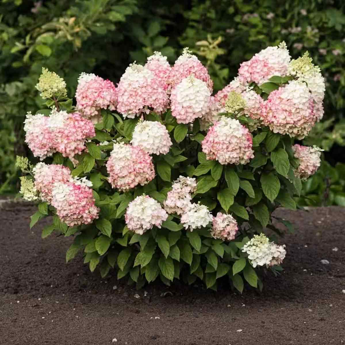 Hydrangea pan. 'Living Colourful Cocktail' C5
