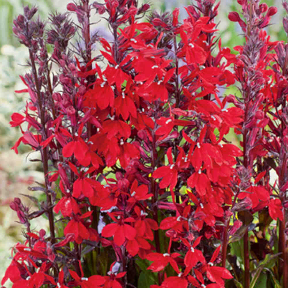 Lobelia cardinalis 9 cm