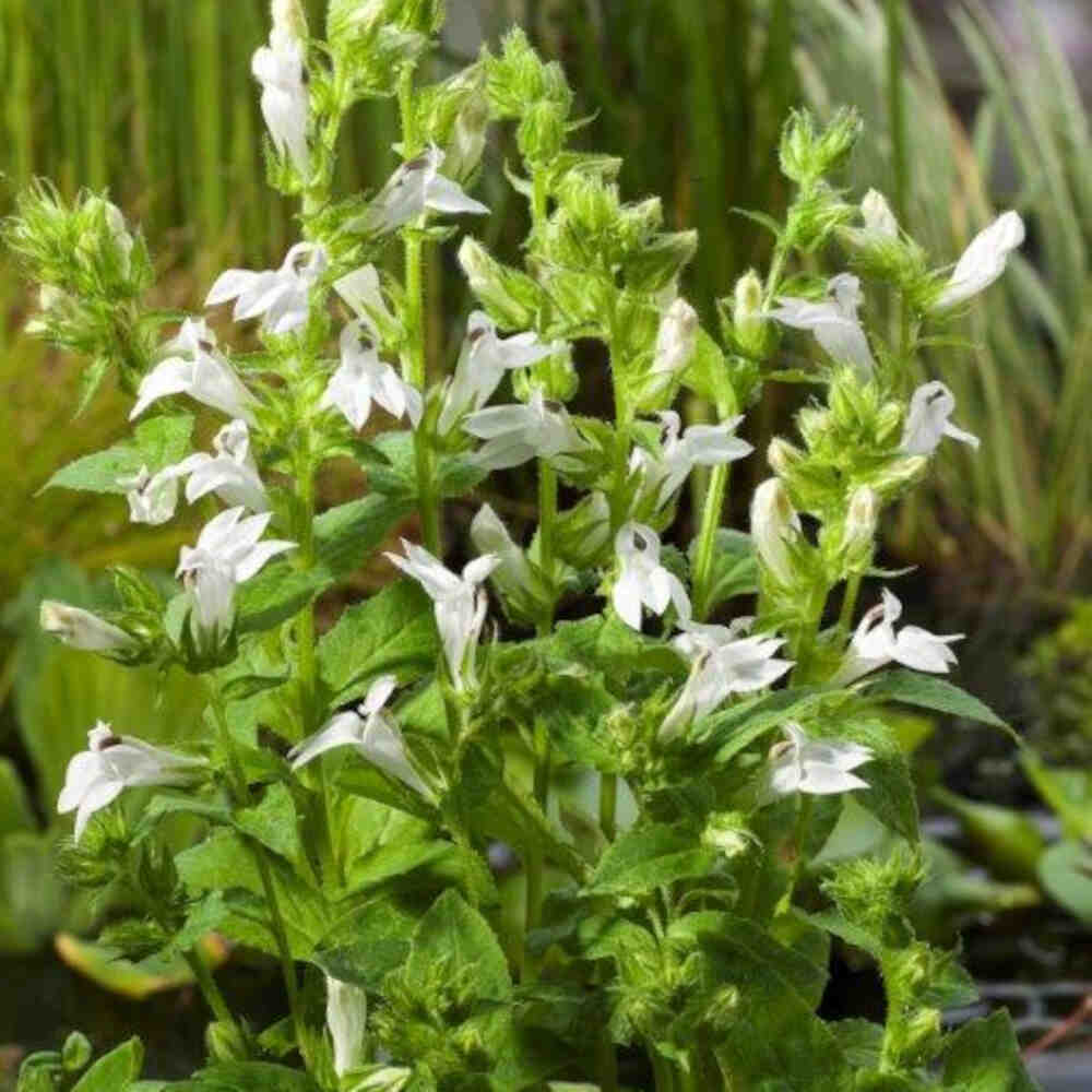 Lobelia siphilitica 'Alba' 9cm