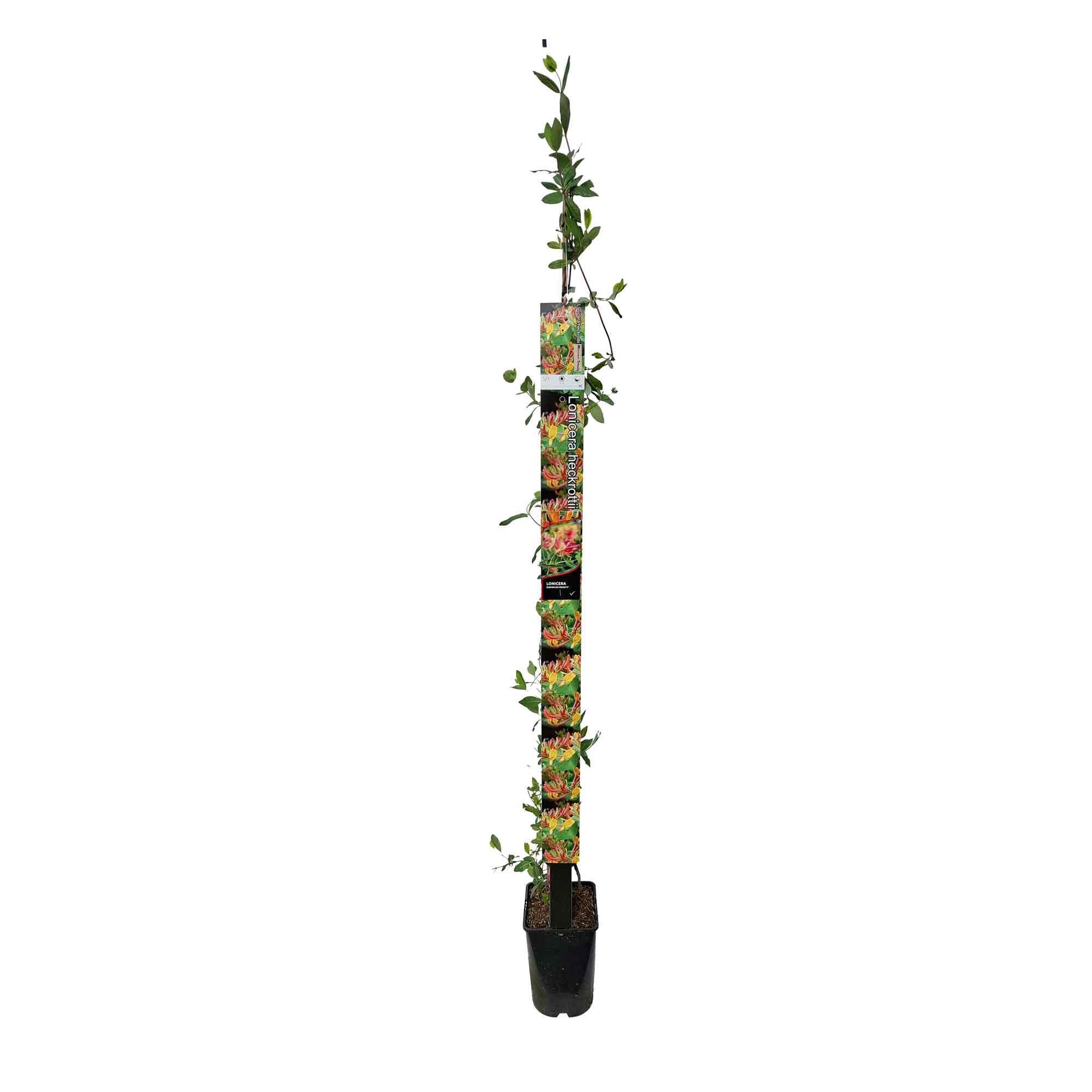 Lonicera heckr. 'American Beauty' 150-175cm 5,5L