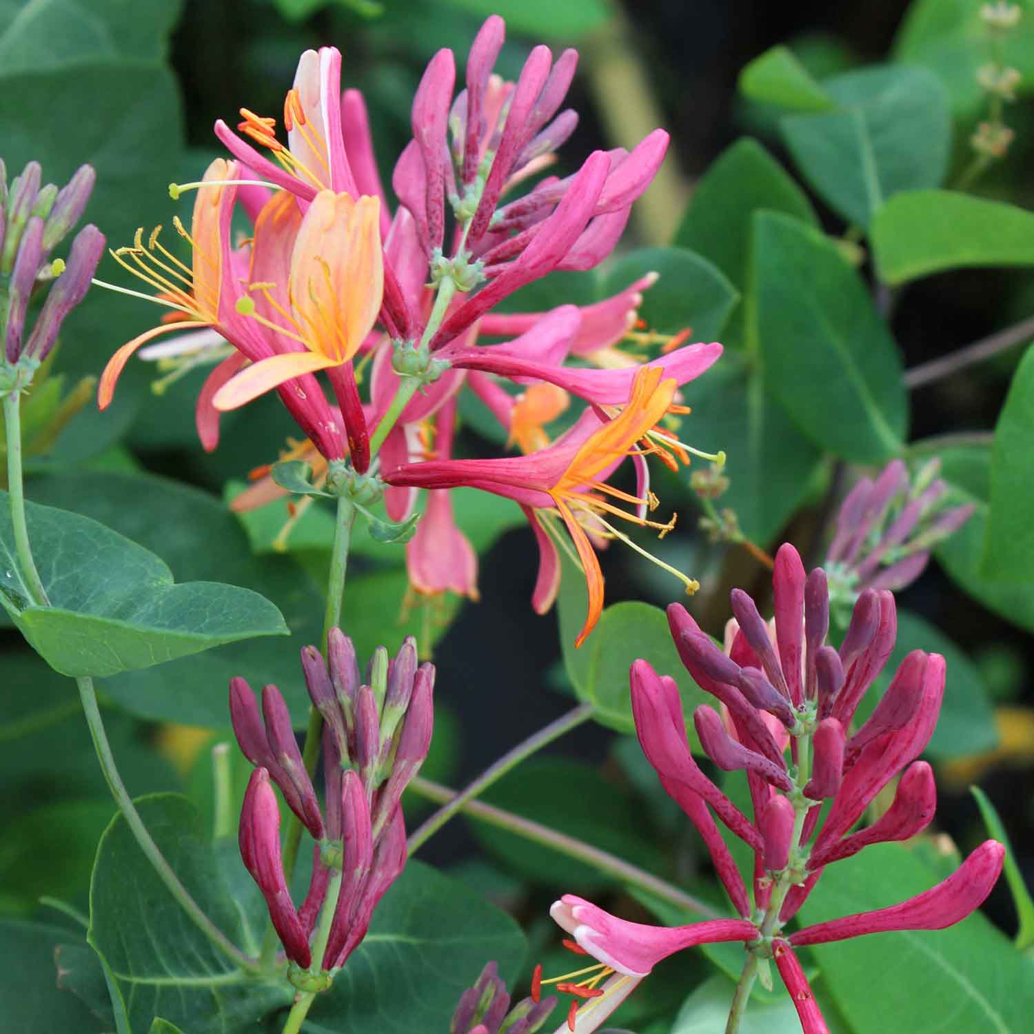 Lonicera h rottii 'American Beauty' C2,3 60- 100