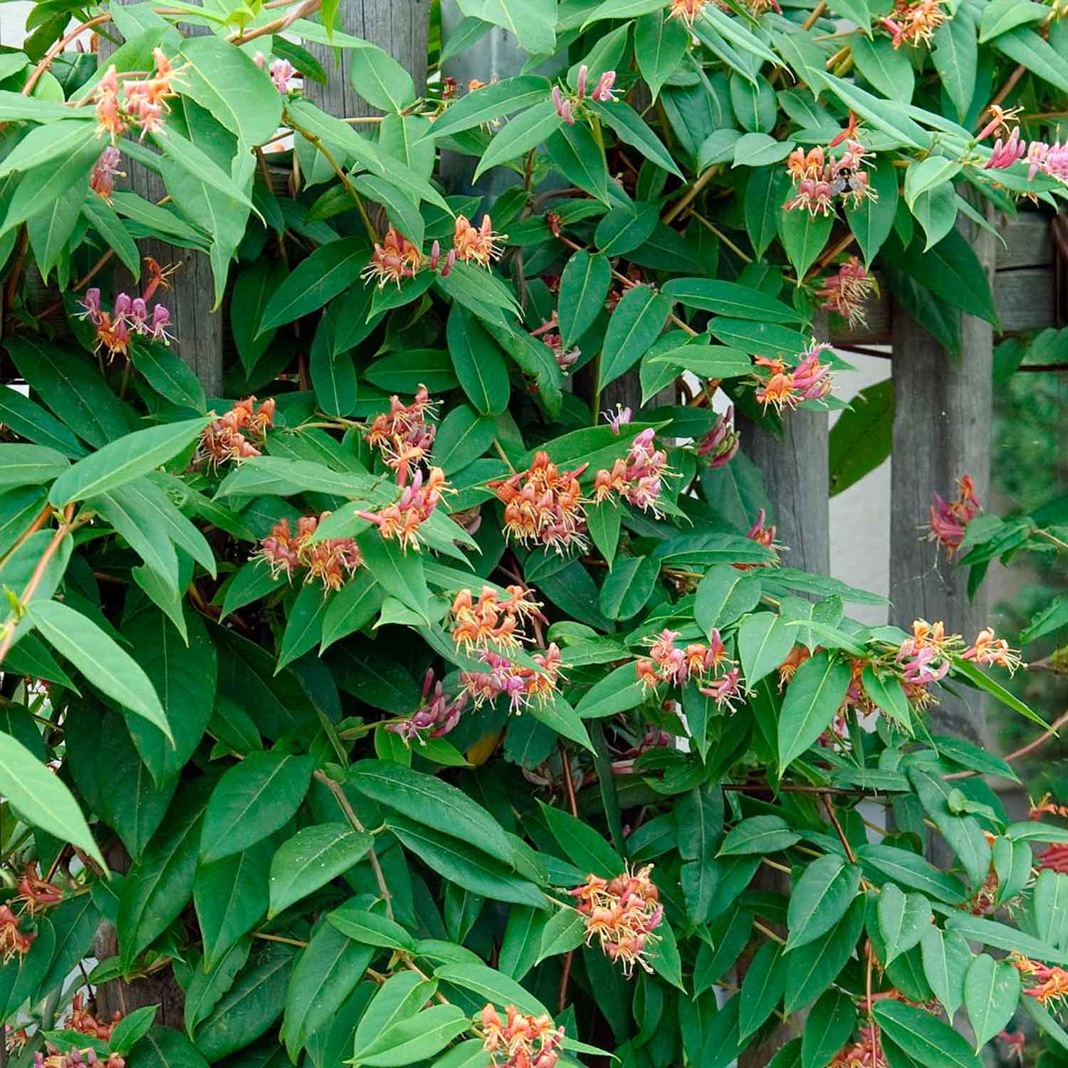 Lonicera henryi C2,3 60- 100