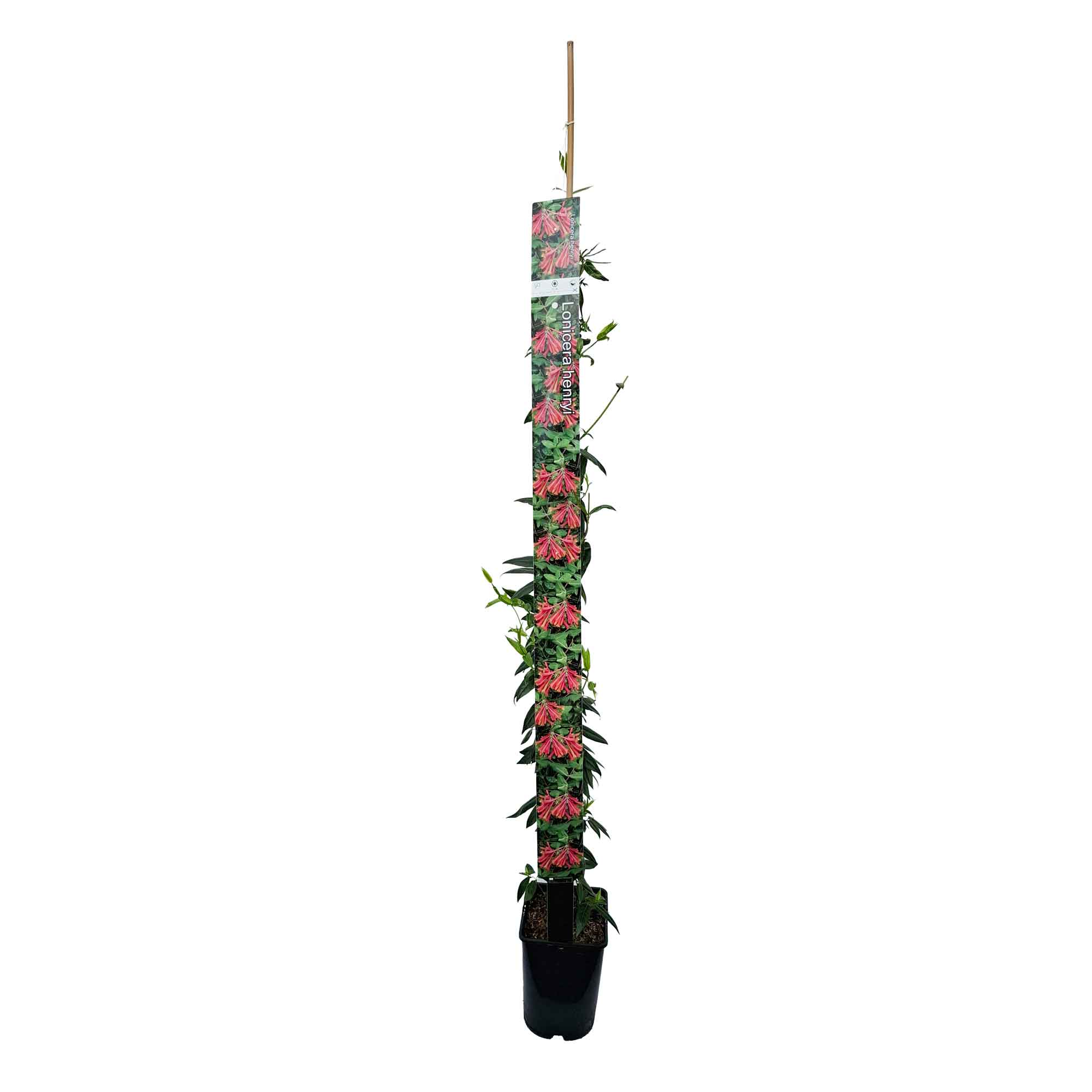 Lonicera henryi 150-175cm 5,5L