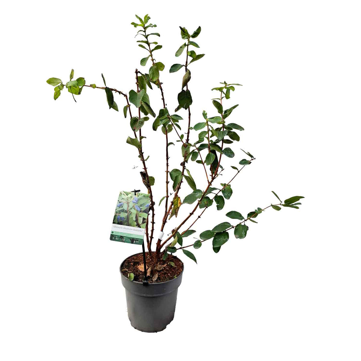 Lonicera kamtschatica 'Balalaika' PBR 40-50 C5
