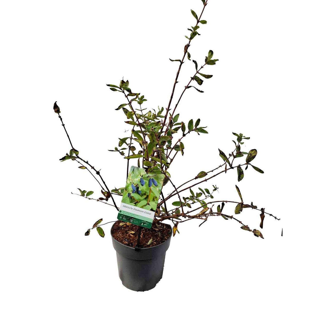 Lonicera kamtschatica 'Eisbär' PBR 40-50 C5