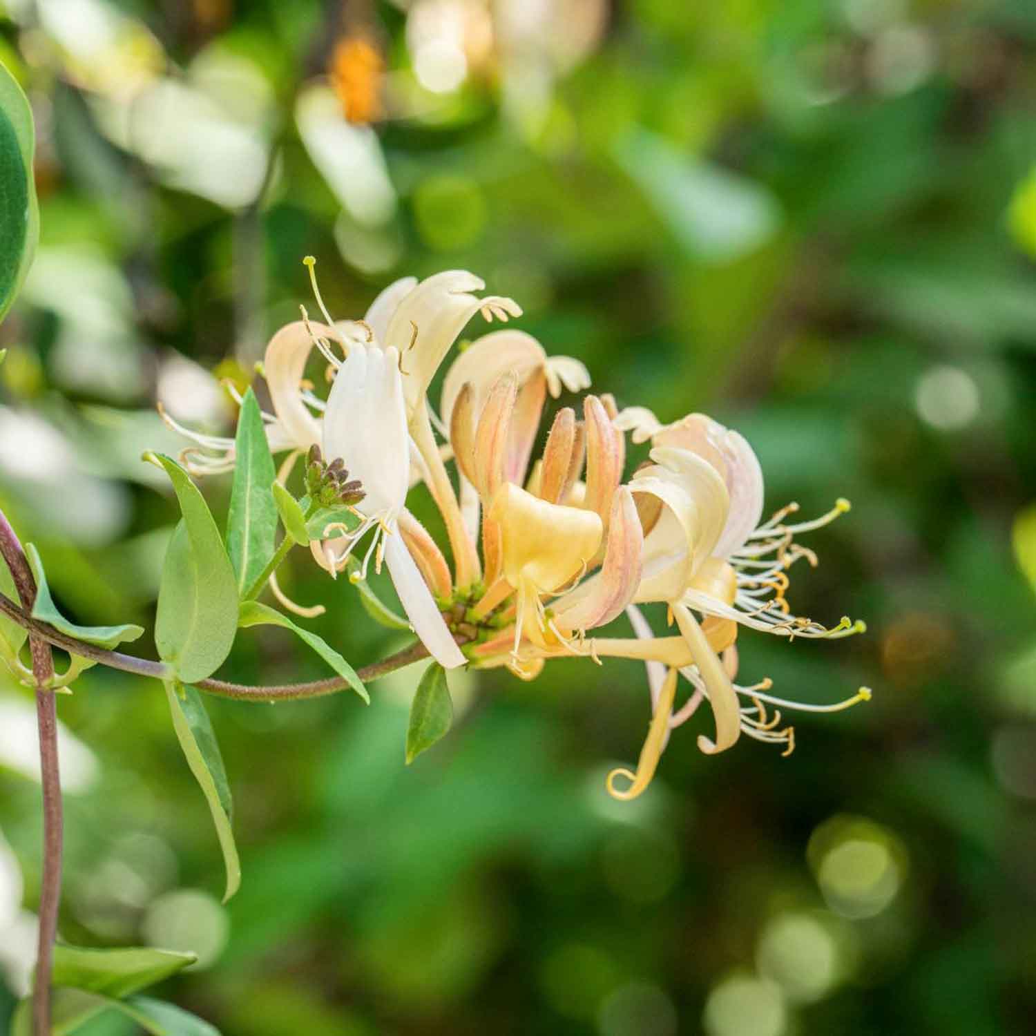 Lonicera periclymenum C2,3 60- 100