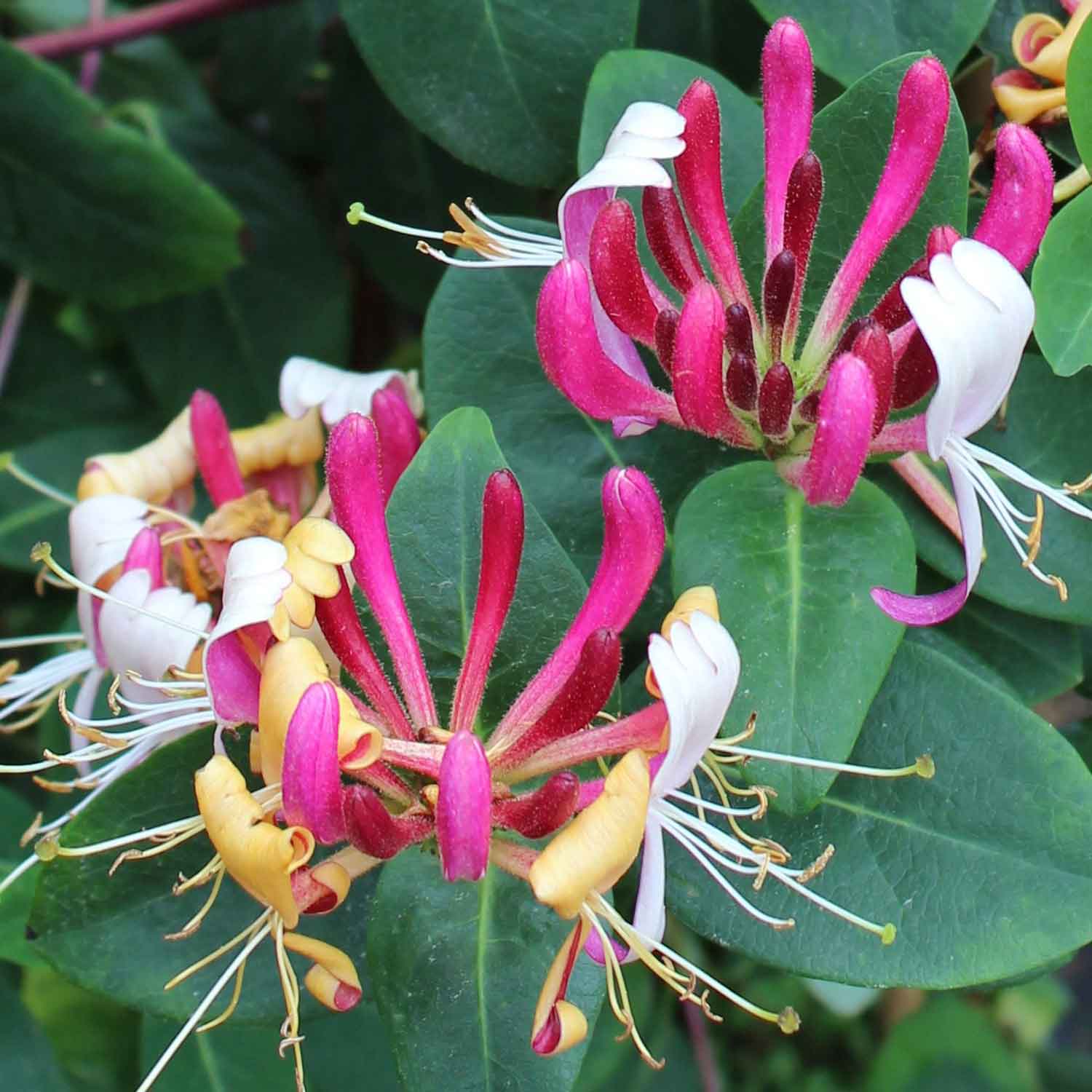 Lonicera periclymenum 'Serotina' C2,3 60- 100