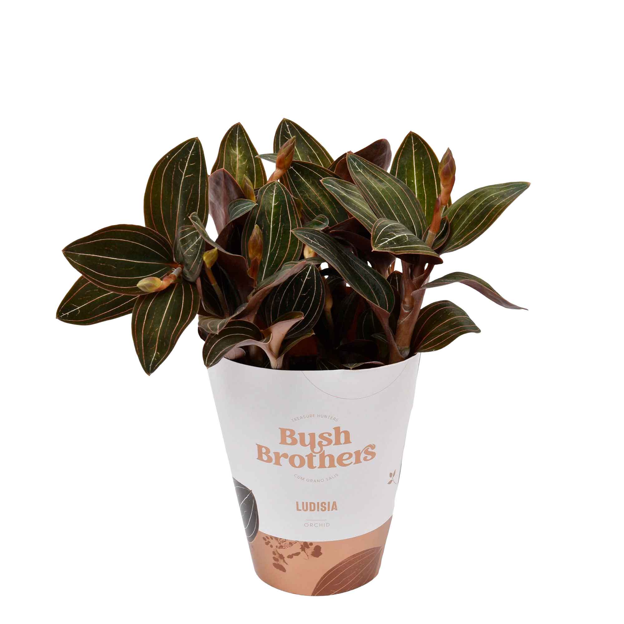 Ludisia discolor XL, 3 stem 12cm