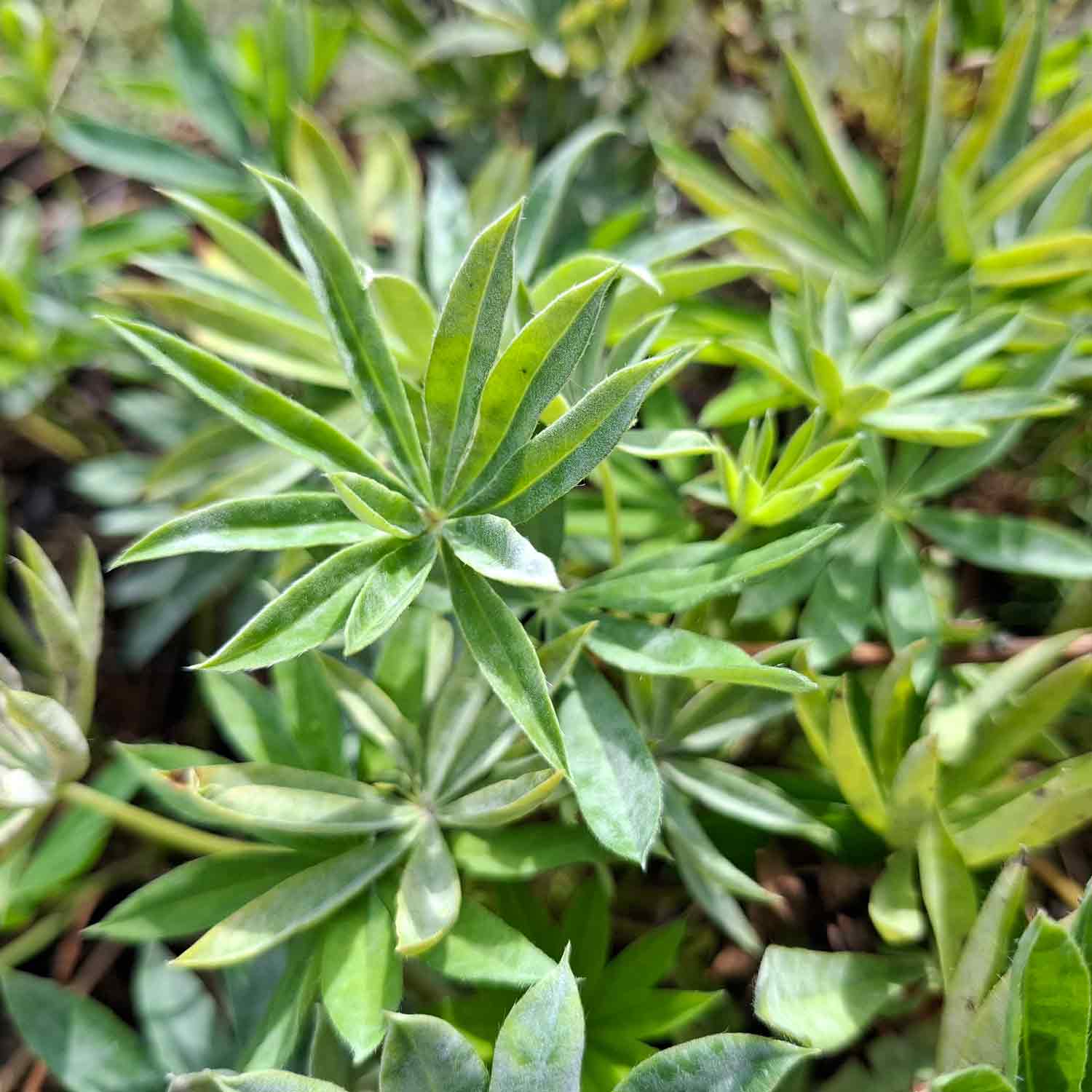 Lupinus 'Gallery Red' P9