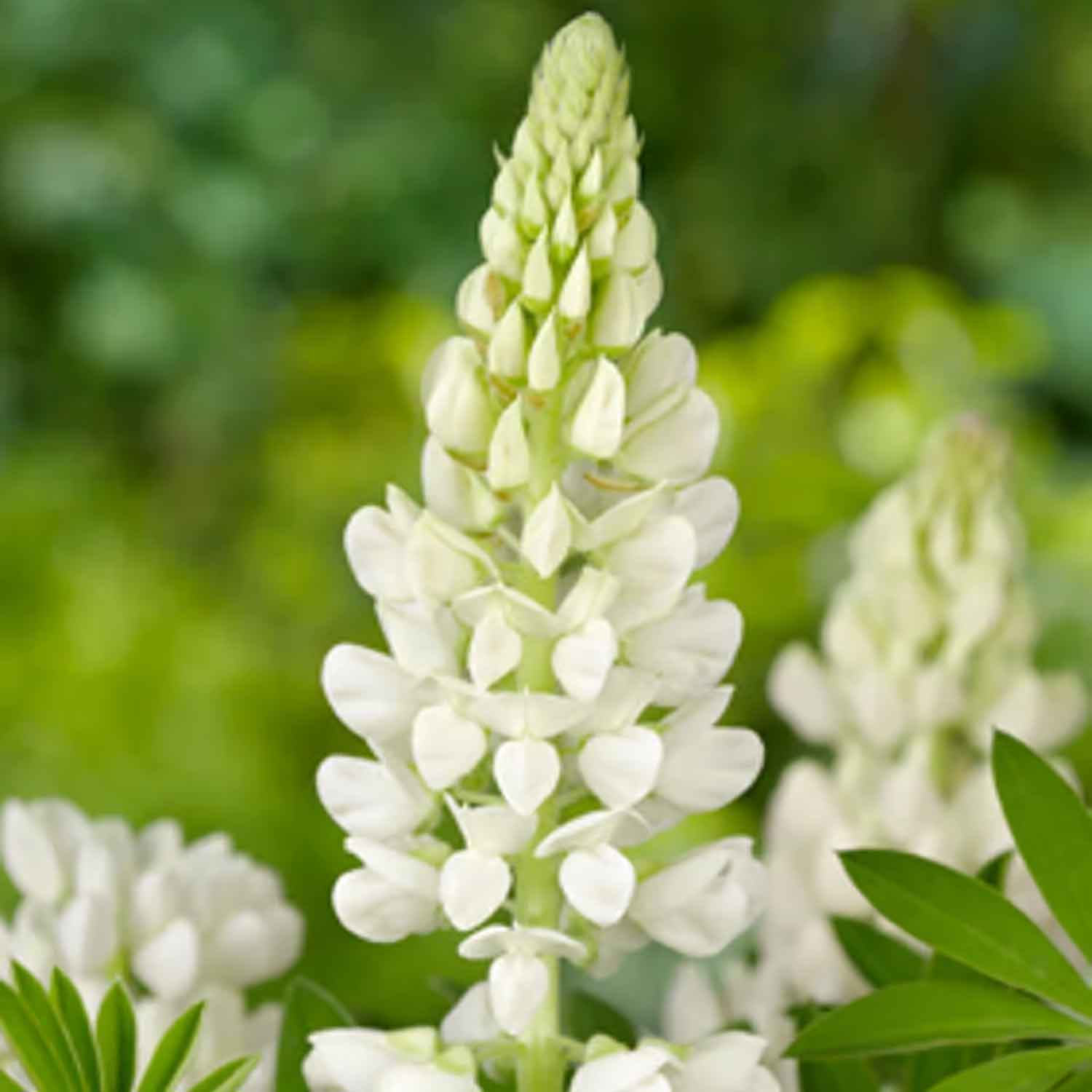 Lupinus 'Gallery White' P9
