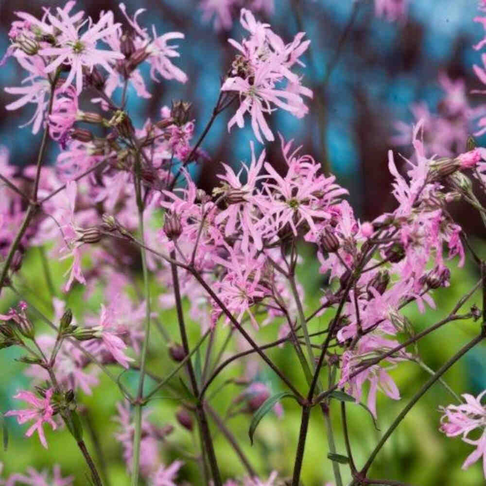 Lychnis flos-cuculi P9