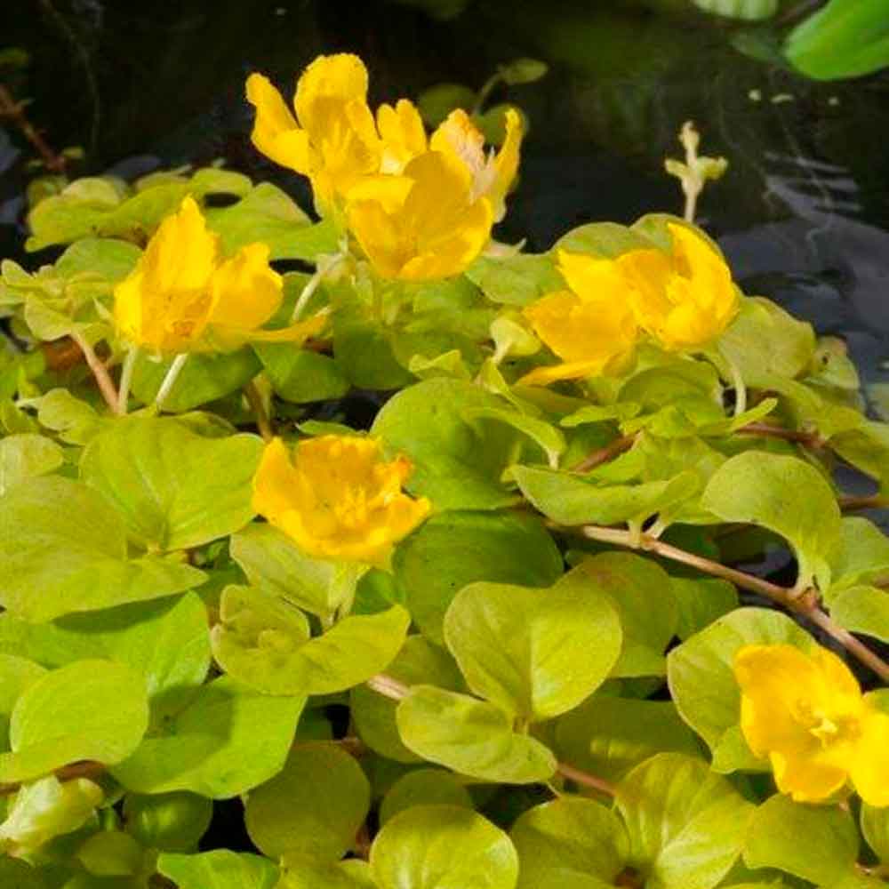 Lysimachia nummularia Aurea P9