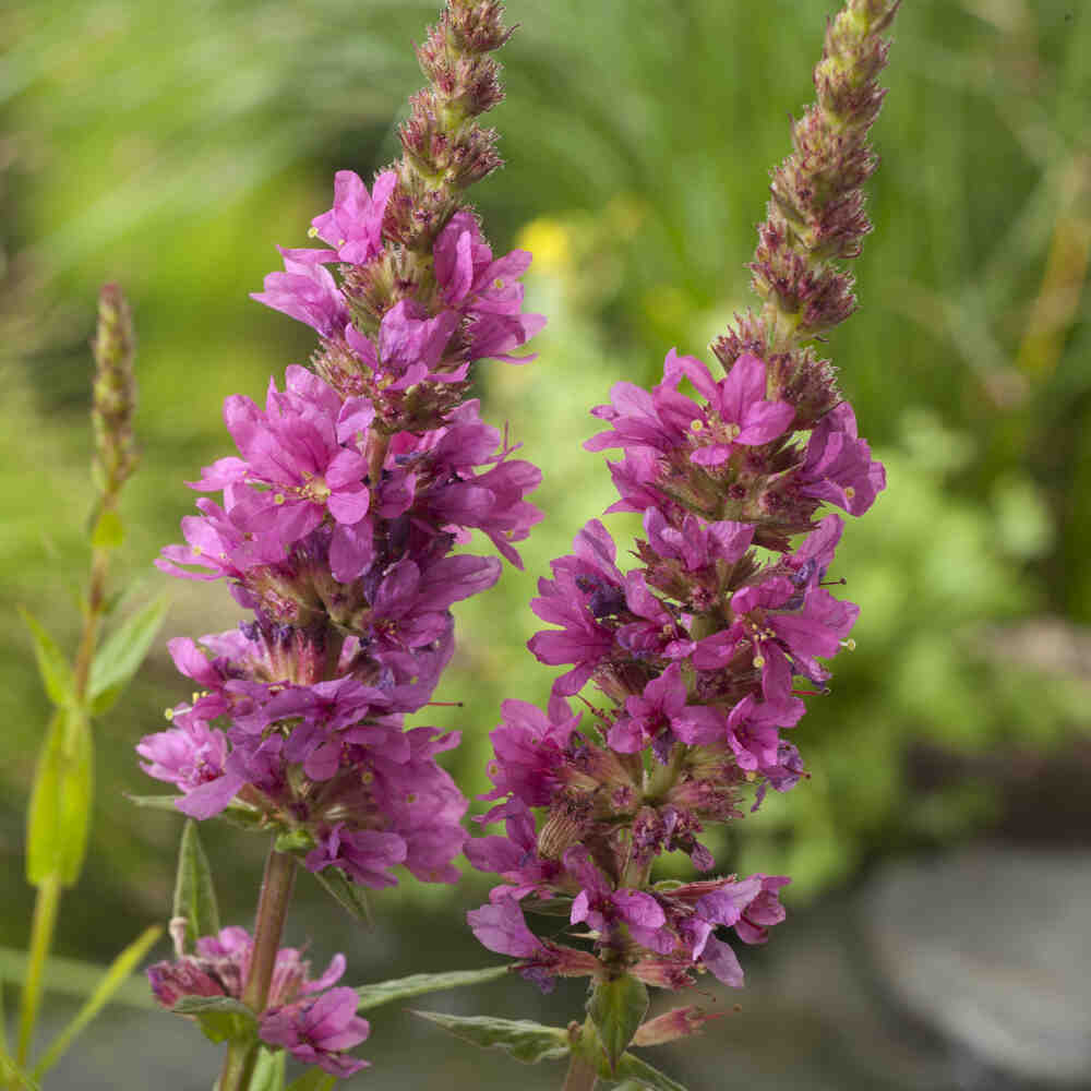 Lythrum salicaria P9
