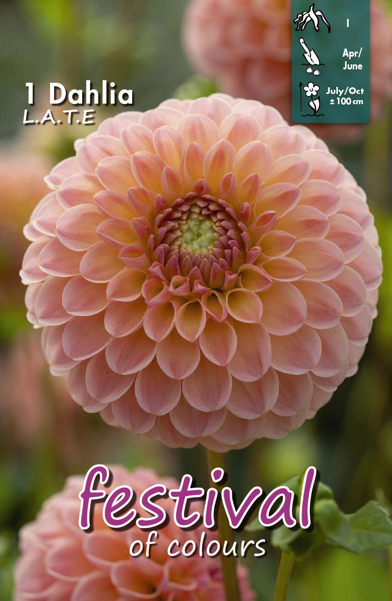 Dahlia SENA Ball