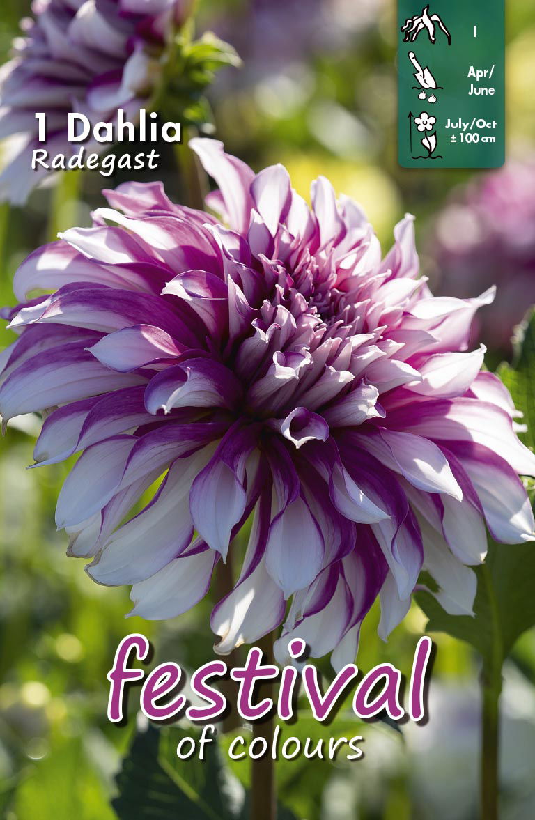 Dahlia Radegast Storblommig