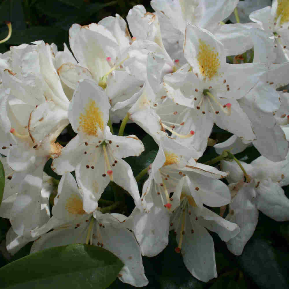 Rhododendron 'Madame Masson' 30-40 - C5