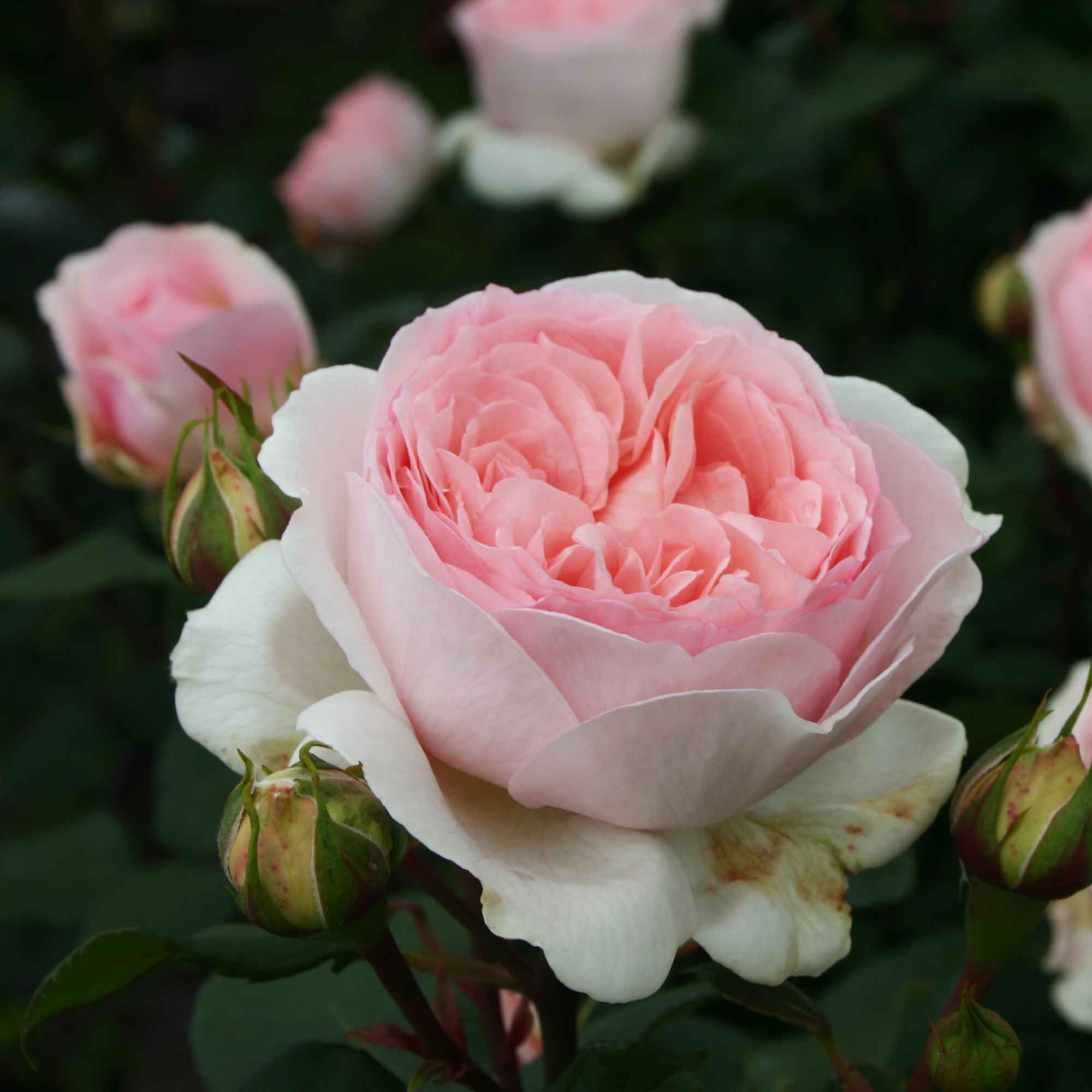 Rose Märchenzauber