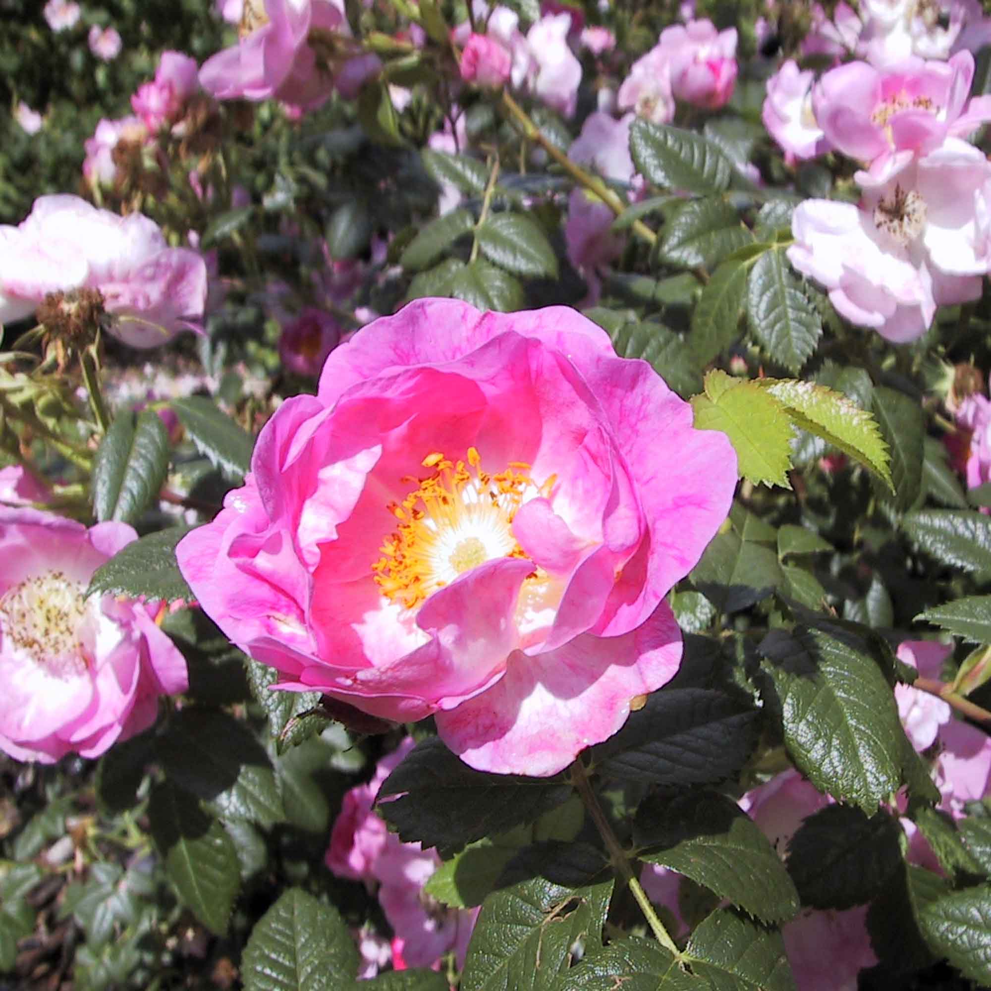 Æblerose rubiginosa 'Magnifica'