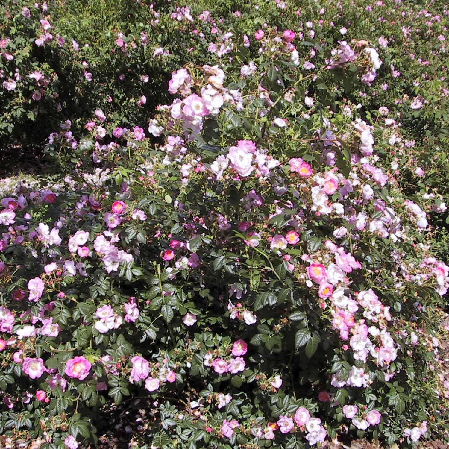 Æblerose rubiginosa 'Magnifica'